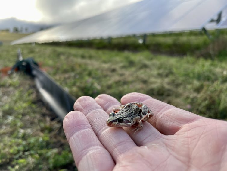 small frog on human hand in front of solar panels